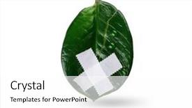  Presentation with environment protection - Beautiful slides featuring wounded and suffering leaf - a symbol of environmental protection save our environment backdrop and a white colored foreground