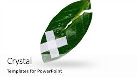  Presentation with wounded - Audience pleasing theme consisting of wounded leaves of the tree - a symbol of environmental protection backdrop and a white colored foreground