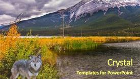  Presentation with gray wolf - PPT theme featuring wovles - gorgeous gray wolf stands background and a tawny brown colored foreground