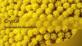  Presentation with easter bunny yellow spring flower - PPT layouts consisting of dust wrapper - detail of yellow flower background and a gold colored foreground