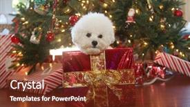  Presentation with dog christmas - Presentation with wrapping paper and a gold background and a tawny brown colored foreground