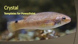  Presentation with marine engineer - PPT layouts consisting of wrasse ctenolabrus rupestris marine fish background and a  colored foreground