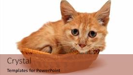  Presentation with cat - Beautiful presentation theme featuring wretched-red-small-cat backdrop and a red colored foreground