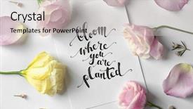  Presentation with bloom - Slides featuring written on paper with petal background and a light gray colored foreground