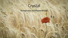  Presentation with ww1 - PPT theme enhanced with ww1 - poppy flower in corn field background and a mint green colored foreground