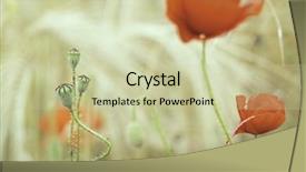  Presentation with ww1 - Slides with ww1 - poppy flower in corn field background and a soft green colored foreground