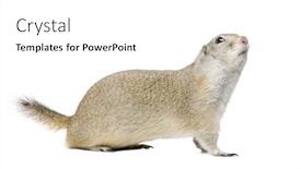  Presentation with wyoming - Cool new presentation theme with wyoming ground squirrel - spermophilus elegans backdrop and a white colored foreground