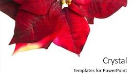  Presentation with white christmas - Beautiful slide deck featuring x mas party - christmas flower poinsettia isolated backdrop and a white colored foreground