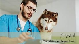  Presentation with vet - Audience pleasing presentation theme consisting of x-ray image held backdrop and a mint green colored foreground