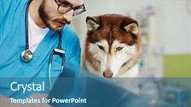  Presentation with physician - Slide deck consisting of x-ray results to dog background and a ocean colored foreground