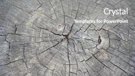  Presentation with tree - Beautiful theme featuring xylem - old tree trunk detail backdrop and a gray colored foreground