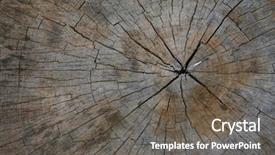  Presentation with old dry tree - Amazing presentation theme having xylem - splits in a old tree backdrop and a  colored foreground