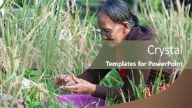  Presentation with hay field - Cool new presentation theme with ya-gangga-bali-13-sept backdrop and a mint green colored foreground