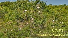  Presentation with sri lanka - Colorful slide deck enhanced with yala-national-park-southern-sri backdrop and a tawny brown colored foreground