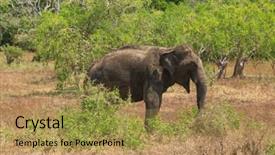  Presentation with sri lanka - Amazing PPT theme having yala national park sri lanka - march 4 2014 wild elephant commonly found in yala the second largest national park in sri lanka backdrop and a yellow colored foreground