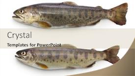  Presentation with trout - Presentation theme consisting of yamame-trout-of-japan-landlocked background and a coral colored foreground