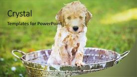  Presentation with puppy - Slide set featuring yard taking a bath background and a yellow colored foreground