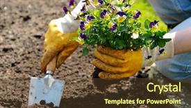  Presentation with planting the seed - Colorful PPT theme enhanced with yard work - woman planting flowers backdrop and a tawny brown colored foreground