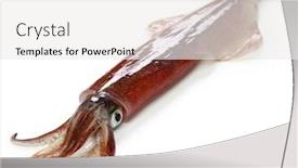  Presentation with japanese - Amazing PPT theme having yari-ika-japanese-spear-squid backdrop and a white colored foreground