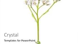  Presentation with flower - Beautiful PPT layouts featuring yarrow-achillea-millefolium-flower-isolated backdrop and a white colored foreground