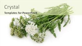  Presentation with herb - Slides featuring yarrow herb isolated on white background background and a soft green colored foreground