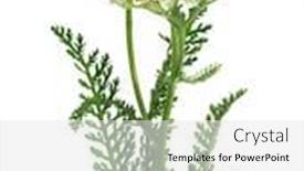  Presentation with nettle - Slide deck having yarrow-or-common-yarrow-gordaldo background and a white colored foreground