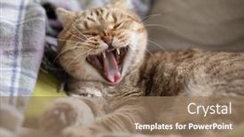  Presentation with cat - PPT theme having yawning-cat-on-cosy-sofa background and a coral colored foreground