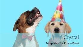  Presentation with boxer - Slide deck featuring yawning-labrador-retriever-wearing-bowtie background and a arctic colored foreground