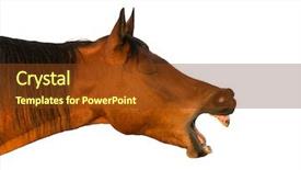  Presentation with white horse - Amazing presentation theme having yawning red bay horse backdrop and a tawny brown colored foreground