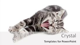  Presentation with british - Amazing presentation theme having yawning-striped-british-kitten-lying backdrop and a white colored foreground