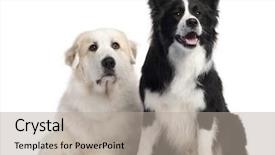  Presentation with border - Audience pleasing slide deck consisting of years old and border collie backdrop and a light gray colored foreground