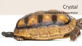  Presentation with old - Presentation theme consisting of years old chelonoidis carbonaria poop background and a coral colored foreground