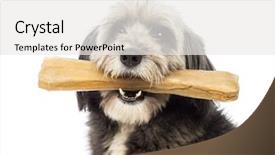  Presentation with old dog - Presentation theme enhanced with years old holding a bone background and a white colored foreground