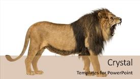  Presentation with roaring - Slide deck having years old isolated on white background and a coral colored foreground