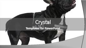  Presentation with old dog - Slides enhanced with years old wearing a police background and a dark gray colored foreground
