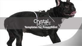  Presentation with police dog - Slides with years old wearing a police background and a dark gray colored foreground
