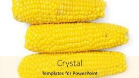  Presentation with corn - Cool new slides with yelllow ear of corn isolated on white background backdrop and a yellow colored foreground