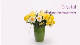  Presentation with color - PPT theme enhanced with yellov-and-white-color-daffodils background and a sky blue colored foreground