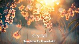  Presentation with blurred flowers - Amazing slide set having yellow - spring blossom background beautiful nature backdrop and a coral colored foreground