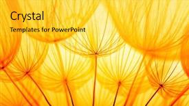  Presentation with golden yellow - Presentation design featuring yellow abstract - dandelion seed in golden sunlight background and a yellow colored foreground