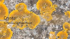  Presentation with lichen - Cool new slide deck with yellow abstract - xanthoria parietina lichen common orange backdrop and a yellow colored foreground