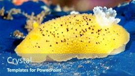  Presentation with blue floral - Colorful slide deck enhanced with yellow-aeolid-nudibranch-crawls backdrop and a ocean colored foreground