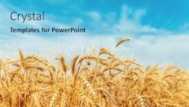  Presentation with agriculture field - Colorful PPT theme enhanced with yellow-agriculture-field-with-ripe backdrop and a light blue colored foreground