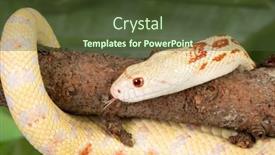  Presentation with yellow - Audience pleasing theme consisting of yellow-albino-bullsnake-curved-around backdrop and a tawny brown colored foreground