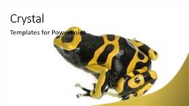  Presentation with poison - Amazing PPT layouts having yellow and black poison dart backdrop and a white colored foreground