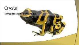  Presentation with poison - Beautiful theme featuring yellow and black poison dart backdrop and a white colored foreground