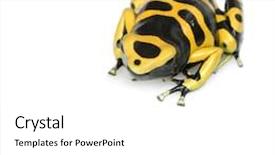  Presentation with poison - Slide deck featuring yellow and black poison dart background and a white colored foreground