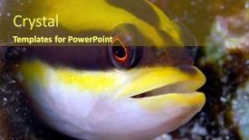  Presentation with black yellow - PPT theme having yellow-and-black-reef-blenny background and a tawny brown colored foreground