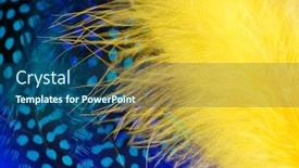  Presentation with feather - Presentation theme consisting of yellow-and-blue-exotic-feather background and a ocean colored foreground