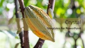  Presentation with cocoa pod - PPT theme with yellow-and-green-cocoa-pod background and a  colored foreground